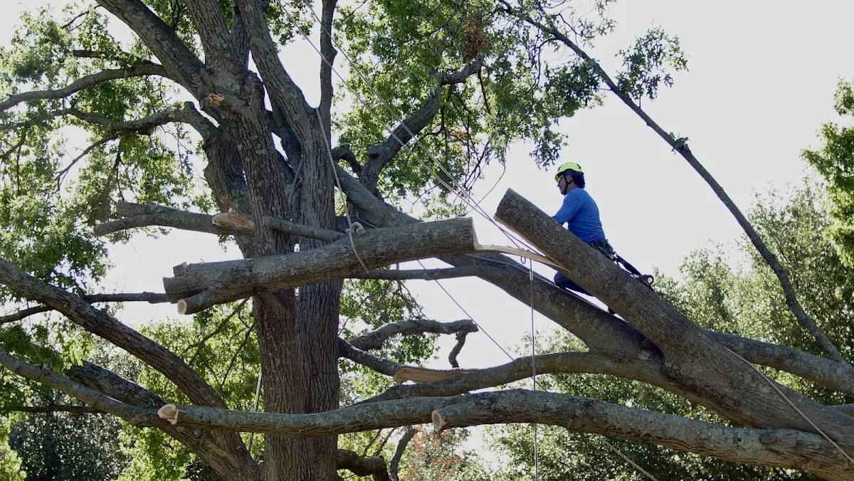 Professional Hazardous Tree Removal performed by certified arborists in Catharpin